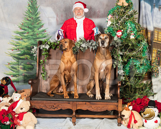 Rhodesian Ridgeback Sat Heather Mac Phail Hoya Fiona_SSR_6752-©MalindaJulien.com-HR3