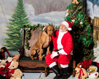 Rhodesian Ridgeback Sat Janet Mobley Asa