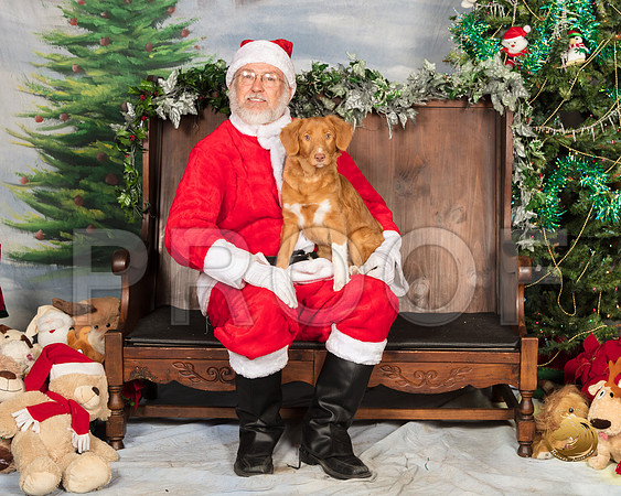 Nova Scotia Duck Tolling Retriever Liberty Sat_SSR_7275-©MalindaJulien.com-HR3