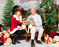 Beagle David Anne Wolfe