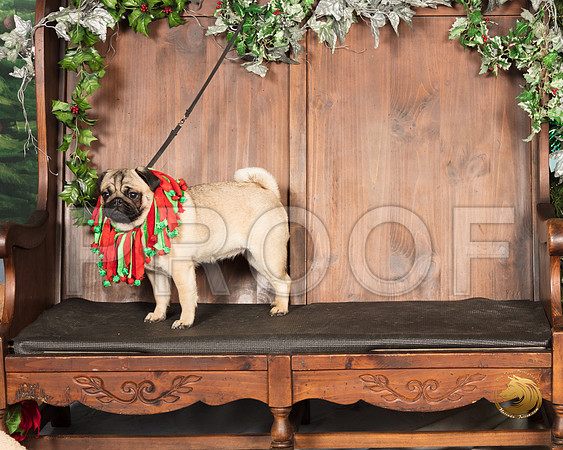 Pug Verjean_SSR_6879-©MalindaJulien.com-HR3