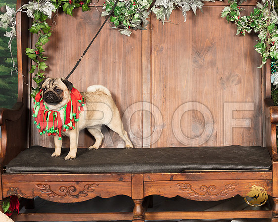 Pug Verjean_SSR_6883-©MalindaJulien.com-HR3