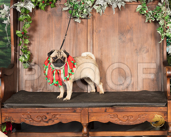 Pug Verjean_SSR_6888-©MalindaJulien.com-HR3