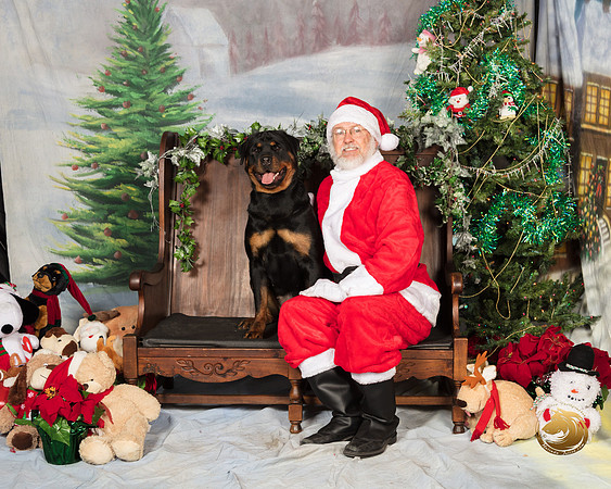 Rottweiler Sat 2_SSR_6924-©MalindaJulien.com-HR3