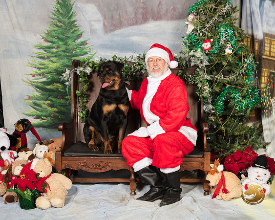 Rottweiler Sat 2_SSR_6933-©MalindaJulien.com-HR3
