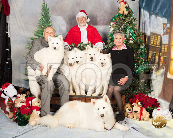 Samoyed Group Sat_SSR_7206-©MalindaJulien.com-HR3