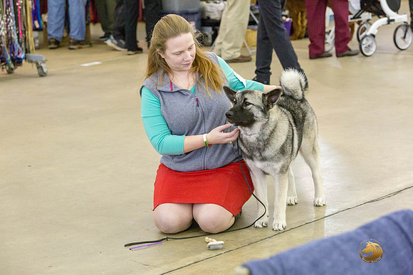 Norwegian Elkhound Kimberly -JJJ_1244_DallasDec2018-HR3