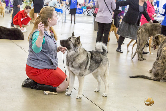 Norwegian Elkhound Kimberly -JJJ_1243_DallasDec2018-HR3