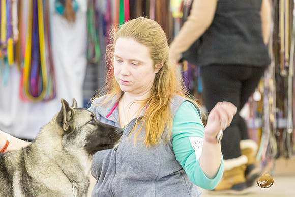 Norwegian Elkhound Kimberly -JJJ_1251_DallasDec2018-HR3