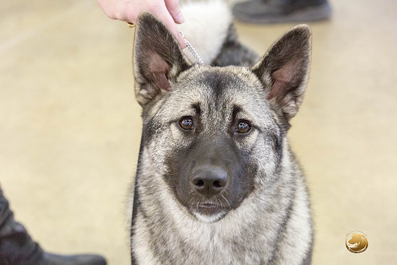 Norwegian Elkhound Kimberly -JJJ_1262_DallasDec2018-HR3