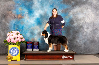 Australian Shepherd #26 THUR BOW BOS BOBOH NCH Major Judge John Wade