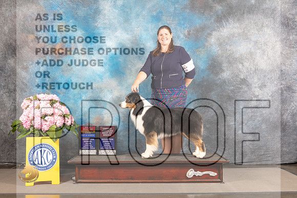 Australian Shepherd #26 THUR BOW BOS BOBOH NCH Major Judge John Wade_MJ_3775_Houston_2022_HR3
