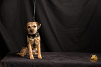 Border Terrier Marilyn Sugg