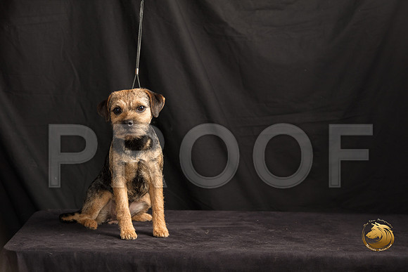 Border Terrier Marilyn Sugg_SSR_7291-©MalindaJulien.com-HR3