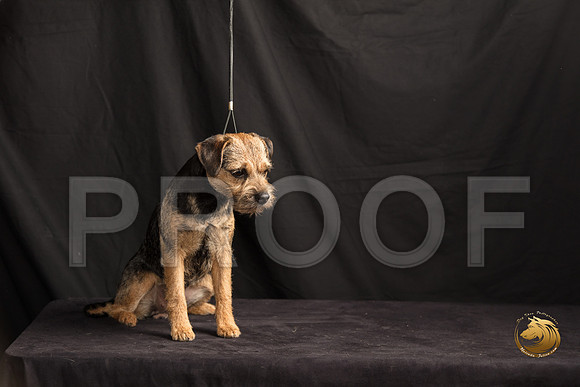 Border Terrier Marilyn Sugg_SSR_7293-©MalindaJulien.com-HR3