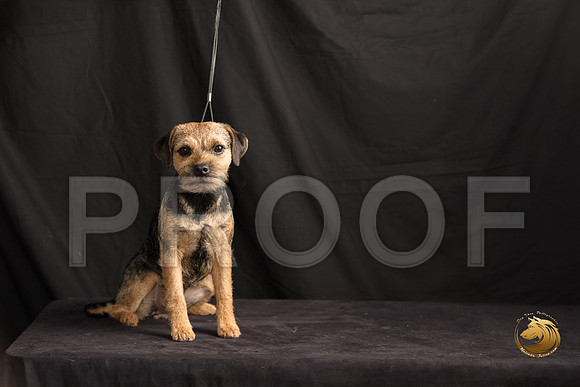 Border Terrier Marilyn Sugg_SSR_7292-©MalindaJulien.com-HR3