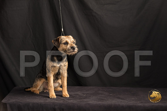 Border Terrier Marilyn Sugg_SSR_7294-©MalindaJulien.com-HR3