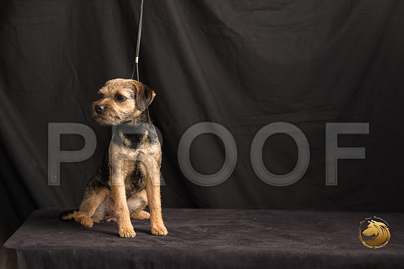 Border Terrier Marilyn Sugg_SSR_7295-©MalindaJulien.com-HR3