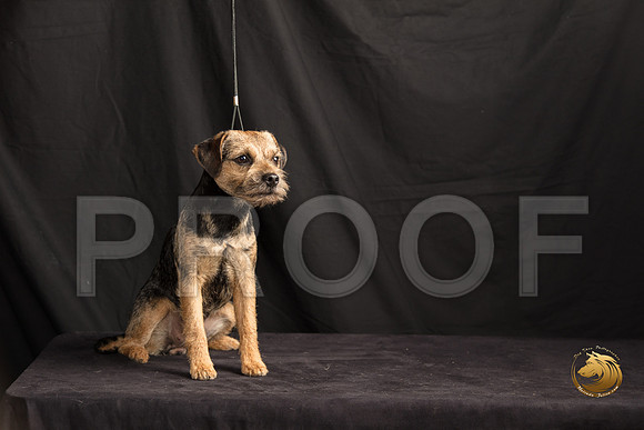 Border Terrier Marilyn Sugg_SSR_7297-©MalindaJulien.com-HR3