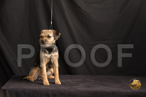 Border Terrier Marilyn Sugg_SSR_7300-©MalindaJulien.com-HR3