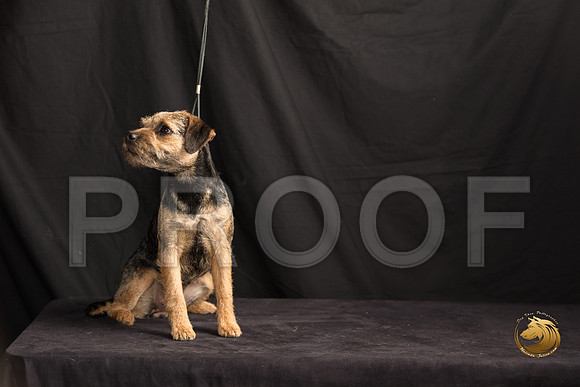 Border Terrier Marilyn Sugg_SSR_7301-©MalindaJulien.com-HR3