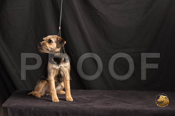 Border Terrier Marilyn Sugg_SSR_7302-©MalindaJulien.com-HR3