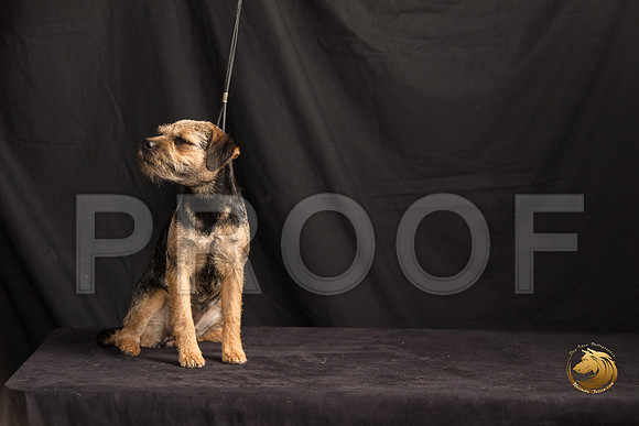 Border Terrier Marilyn Sugg_SSR_7303-©MalindaJulien.com-HR3