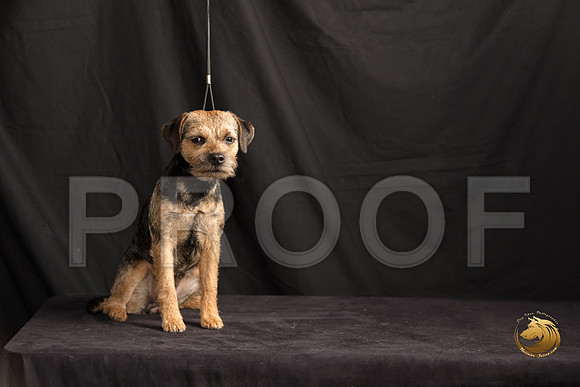 Border Terrier Marilyn Sugg_SSR_7304-©MalindaJulien.com-HR3