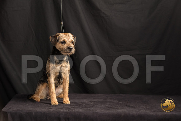 Border Terrier Marilyn Sugg_SSR_7305-©MalindaJulien.com-HR3