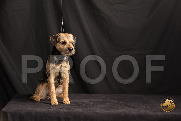 Border Terrier Marilyn Sugg_SSR_7306-©MalindaJulien.com-HR3