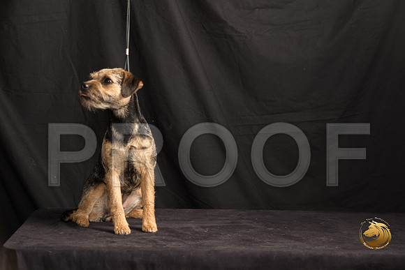 Border Terrier Marilyn Sugg_SSR_7307-©MalindaJulien.com-HR3