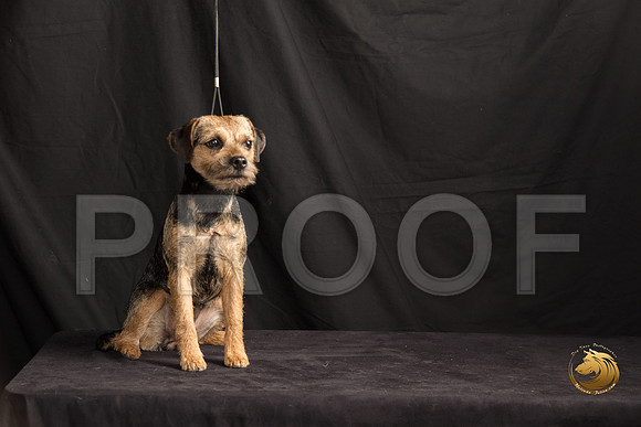 Border Terrier Marilyn Sugg_SSR_7309-©MalindaJulien.com-HR3