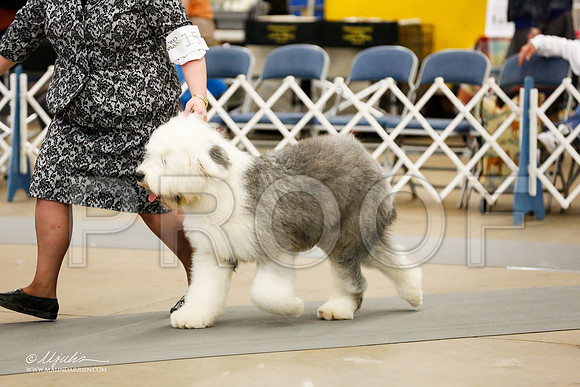 _RH_2227-AddisonHuskyMar2015-HR3