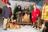Belgian Malinois Group Sun
