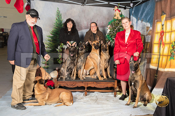 Belgian Malinois Group Sun_SSR_7673-©MalindaJulien.com-HR3