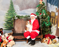 Cavalier King Charles Spaniel sun 2