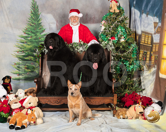 Newfoundland Cattle Dog Sun_SSR_7539-©MalindaJulien.com-HR3