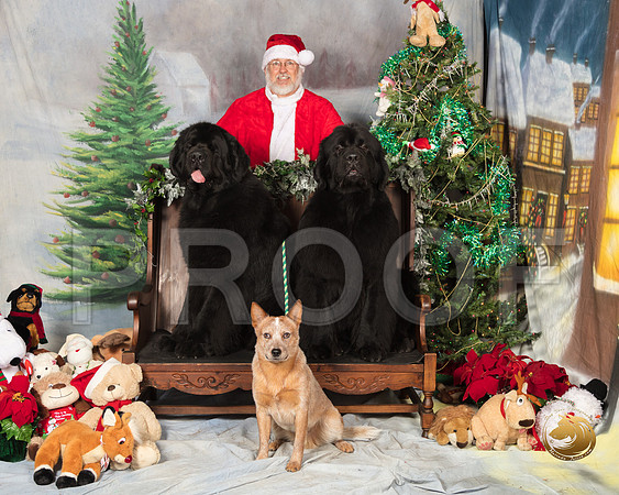Newfoundland Cattle Dog Sun_SSR_7546-©MalindaJulien.com-HR3