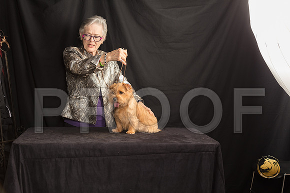 Norfolk Terrier Lyric Sun 2_SSR_7642-©MalindaJulien.com-HR3