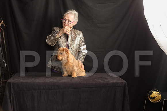 Norfolk Terrier Lyric Sun 2_SSR_7654-©MalindaJulien.com-HR3