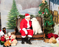 Samoyed Sun 2