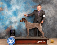 German Shorthaired Pointer #9 Sat WD Judge Eric Liebes