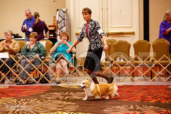 _JJ_9220-HstnCorgiFeb2015-HR3