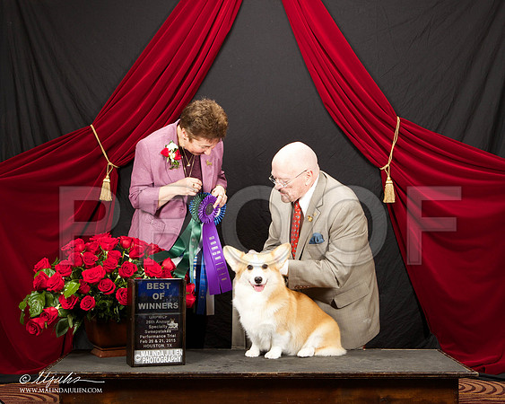 _ST_3425-HstnCorgiFeb2015-HR3