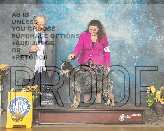 Australian Cattle Dog #9 Fri G4 Judge John Wade-MMJ_9725-NWARK2022-HR3
