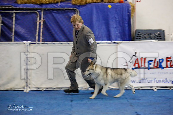 _M3_8418-AddisonHuskyMar2015-HR3