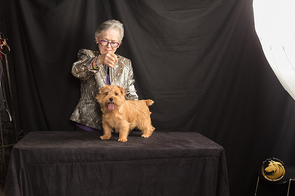 Norfolk Terrier Lyric Sun 2_SSR_7645-©MalindaJulien.com-HR3
