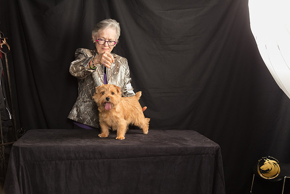Norfolk Terrier Lyric Sun 2_SSR_7646-©MalindaJulien.com-HR3