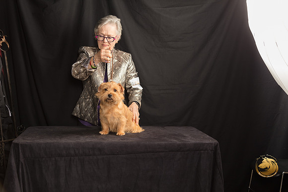 Norfolk Terrier Lyric Sun 2_SSR_7649-©MalindaJulien.com-HR3