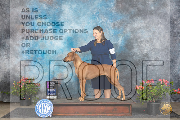 Rhodesian Ridgeback #18 Fri OHBOB OHG1 Judge Elizabeth ‘Beth’ Sweigart__JP_6129_San Antonio_2024_HR3